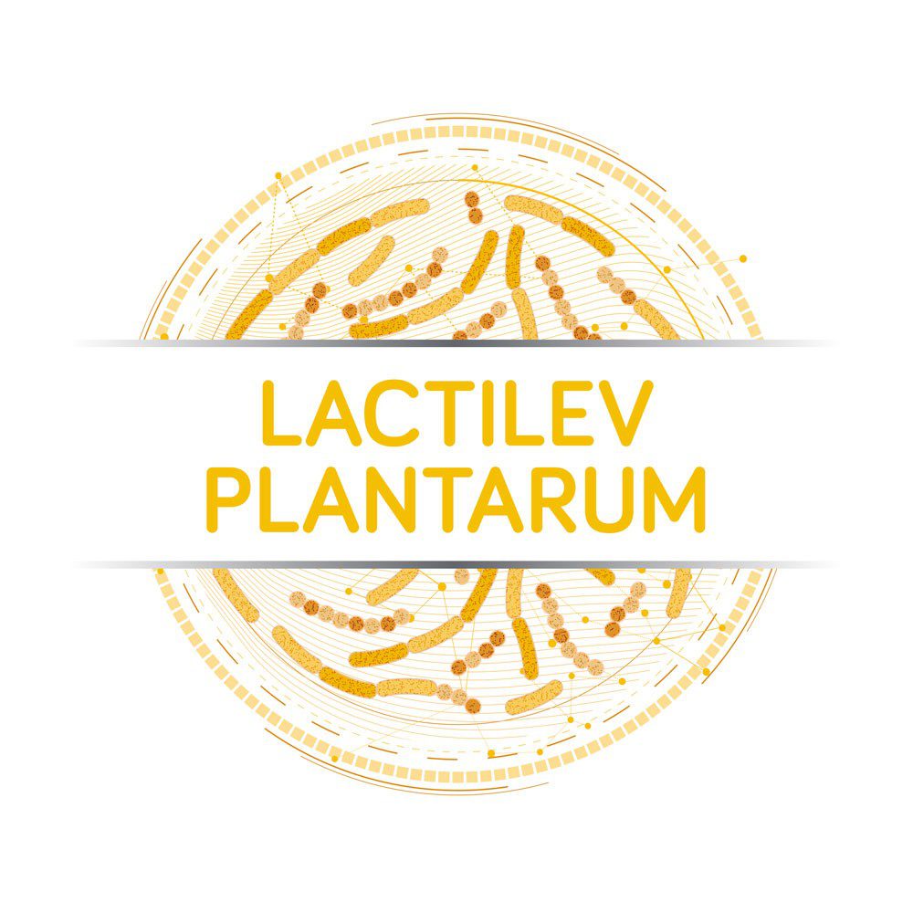 lactilev plantarum