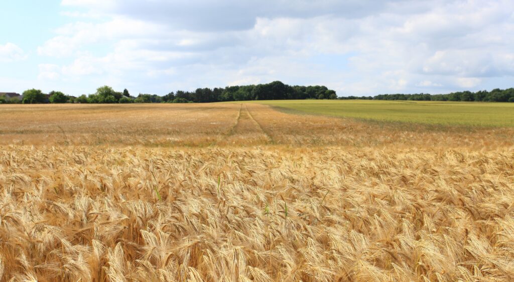 Campo cereal - LEV2050