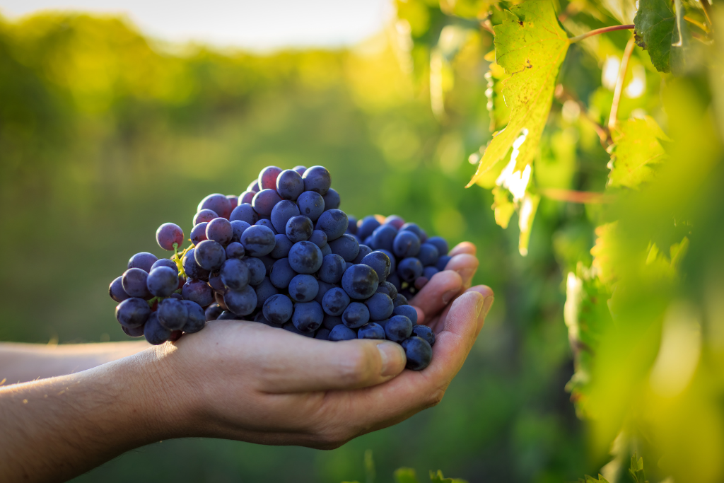 Levaduras para vino Levaduras para vino