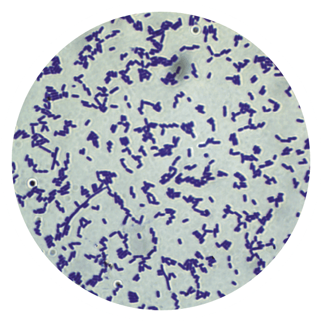 Bacterias lácticas