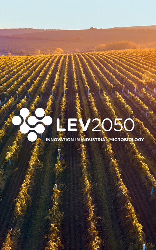IMAGEN VINEDO ESTUDIO DE LEVADURAS LEV2050
