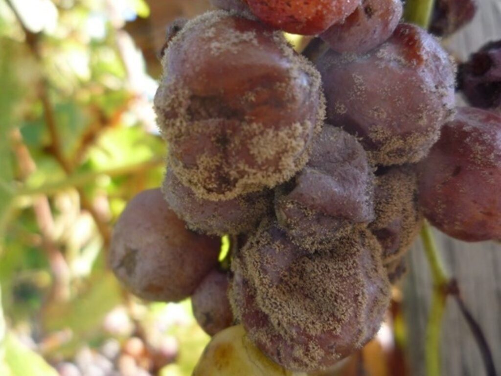 Biocontrol to improve vineyard health and optimize production