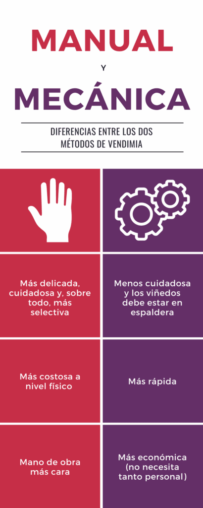 Diferencias entre vendimia manual y mecánica 3 Vendimia manual y mecánica