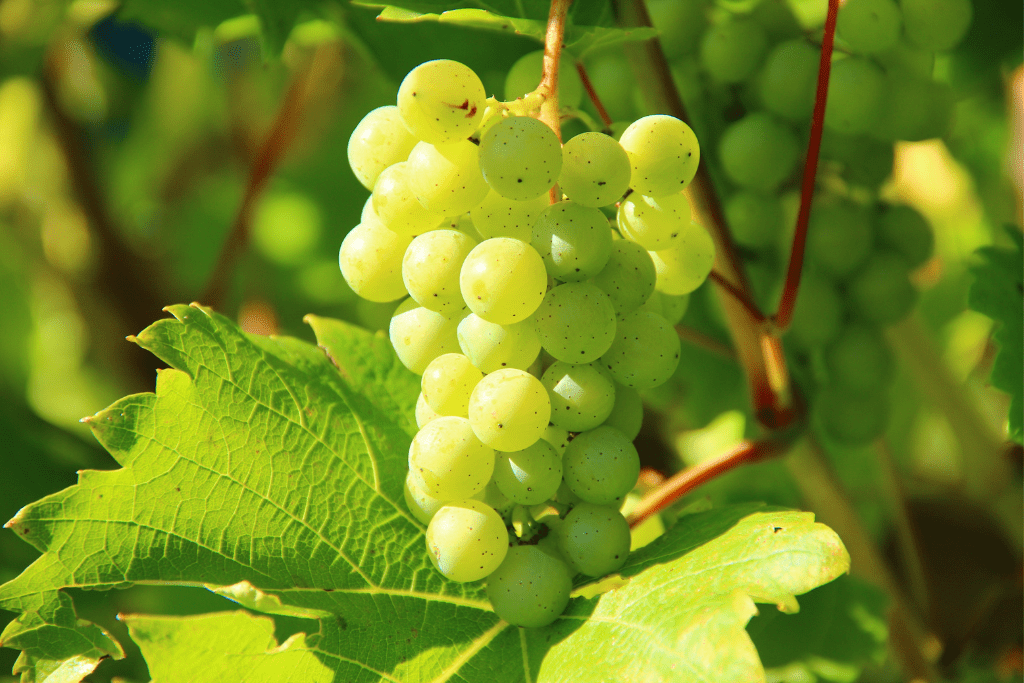 Selección de uvas Selección de uvas