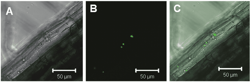 Uptake of yeast Saccharomyces cerevisiae expressing green fluorescent protein GFP 1