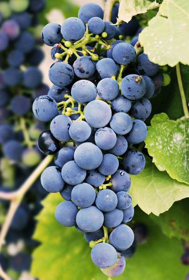 Estudio de levaduras (1ª fermentación) 1 Uvas-LEV2050