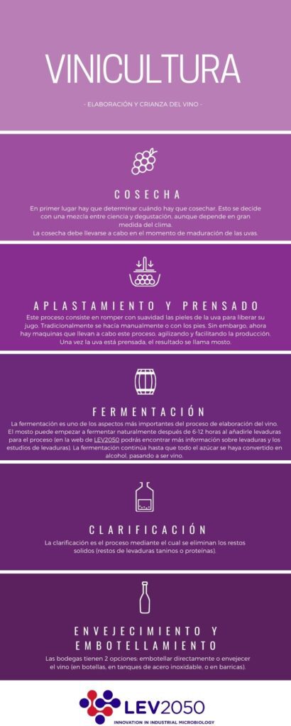 Infografía: Proceso de vinicultura 2 Infografía de proceso de vinicultura LEV2050