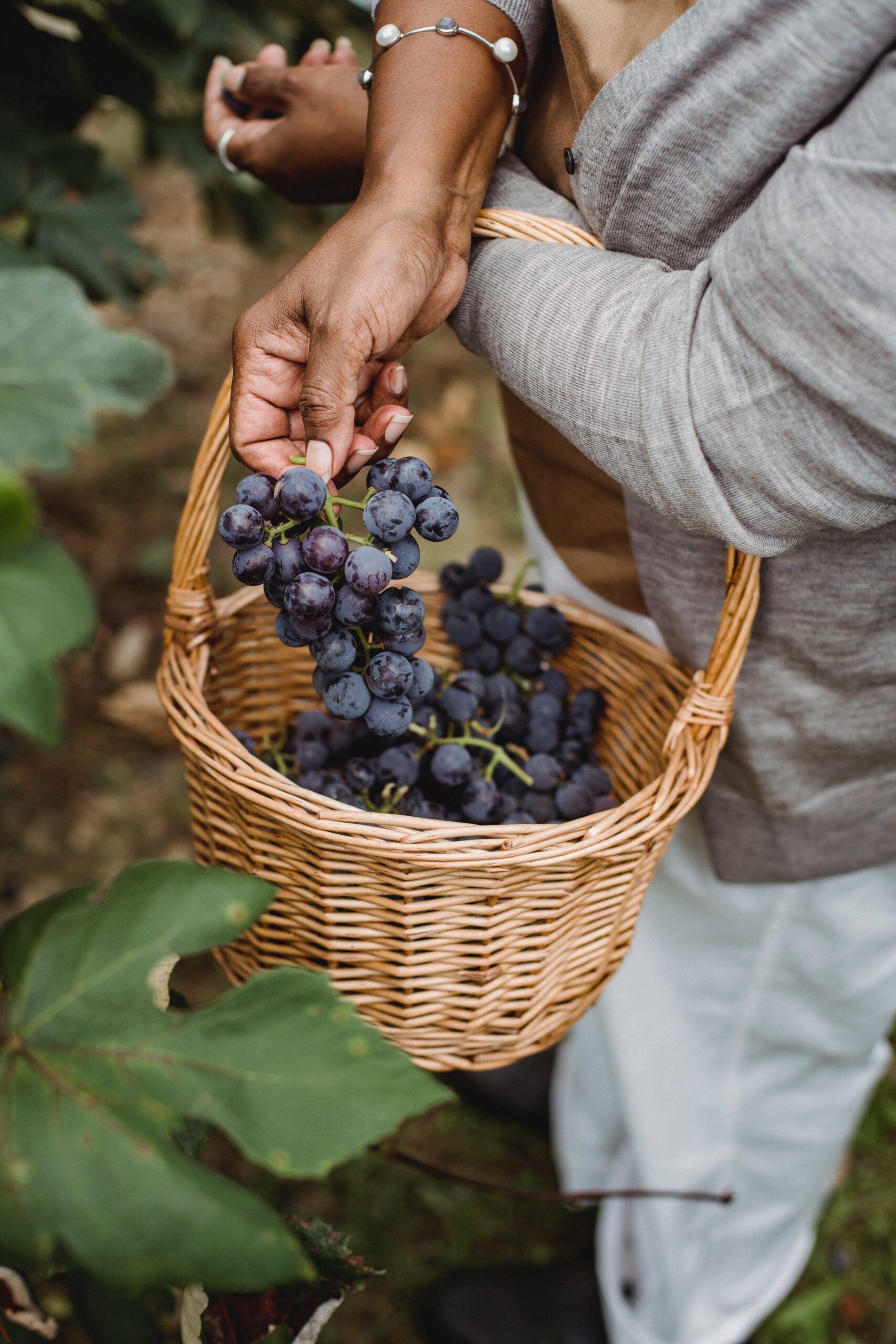 What is the grape harvest process like? 1 Vendimia