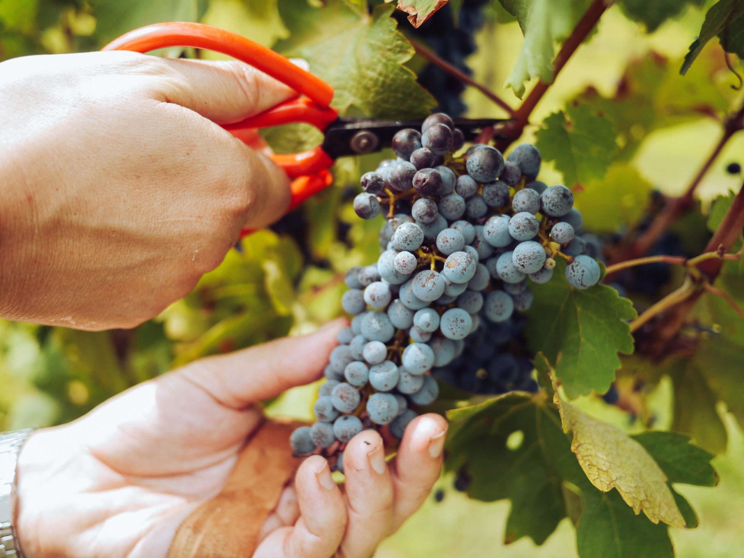 What is the grape harvest process like? 2 Vendimia