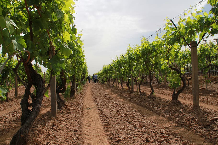 Vineyard Fertilization 1 bond vineyard nature raisin plant garden 1