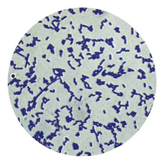 Estudio de bacterias lácticas