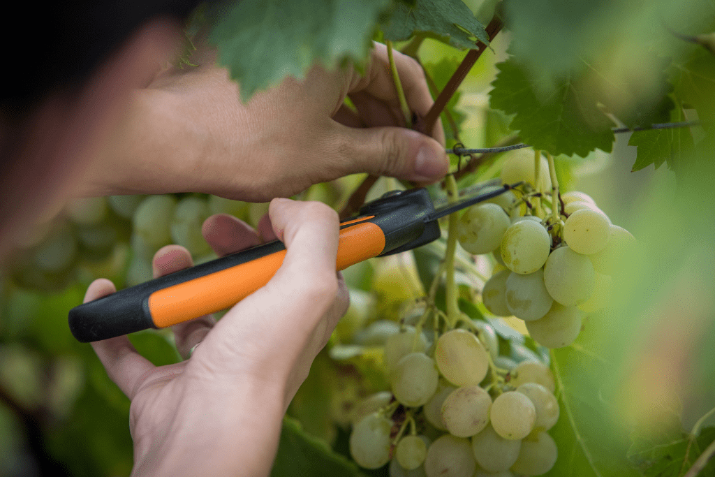 Vendimiar, tradición y ciencia para conseguir vinos de alta calidad 4 que es la vendimia