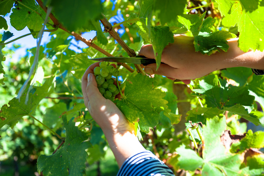 Vendimiar, tradición y ciencia para conseguir vinos de alta calidad 2 que es vendimiar