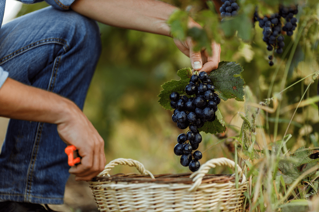 Vendimiar, tradición y ciencia para conseguir vinos de alta calidad 1 vendimiar que es