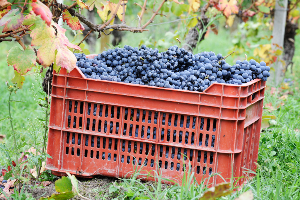 Vendimiar, tradición y ciencia para conseguir vinos de alta calidad 3 vendimiar