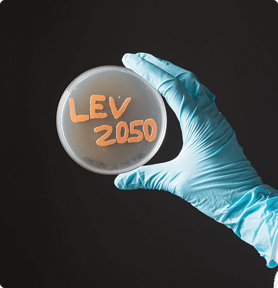 LEV 2050 en placa de Petri