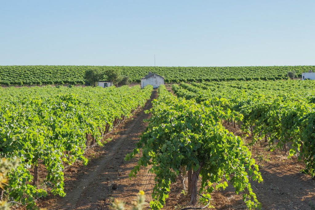 microorganismos en la agricultura