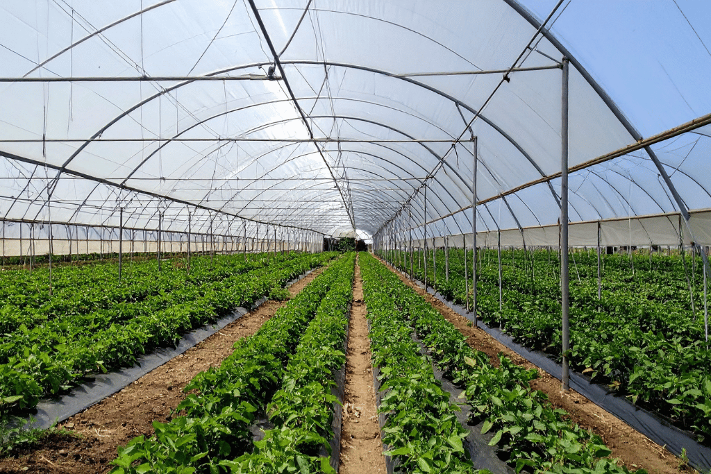 bacillus subtilis en agricultura