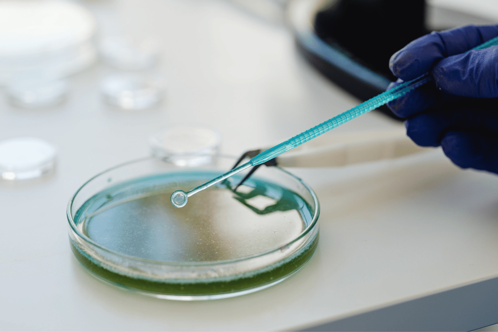 pseudomonas putida en agricultura