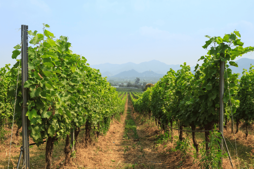 viticultura regenerativa