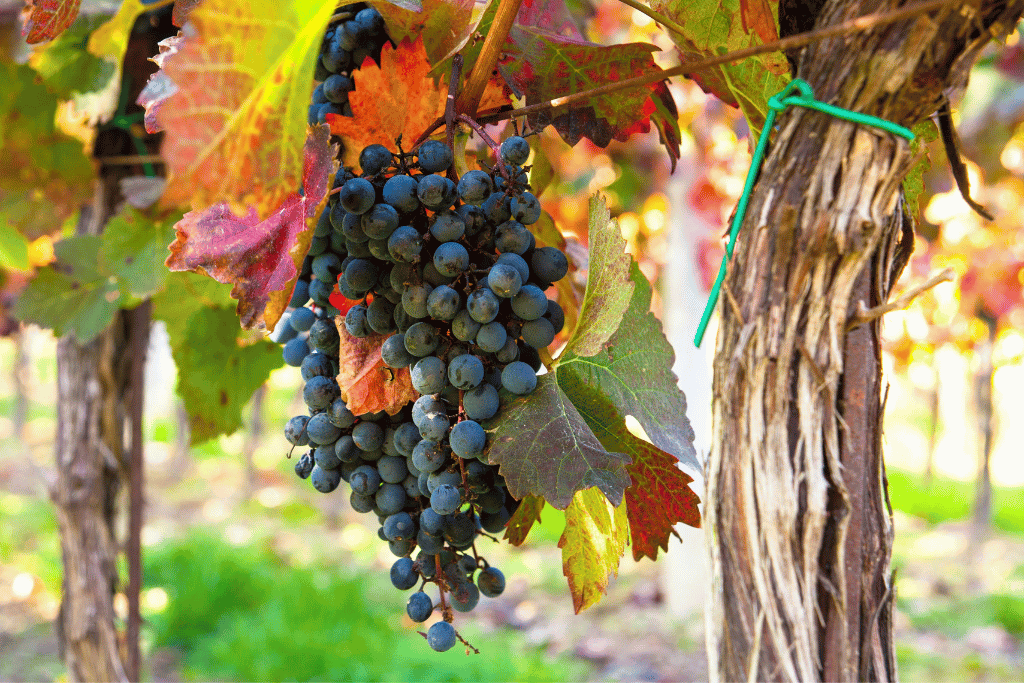 viticultura